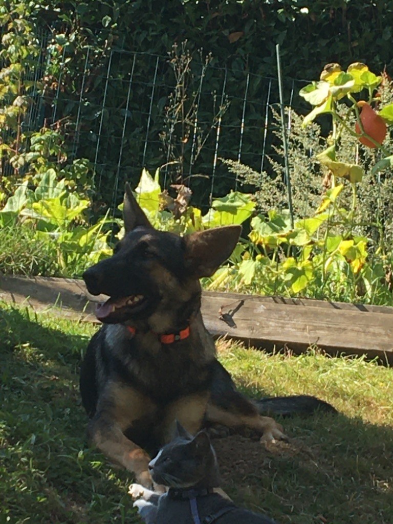 Shadow Des Loups De Kerampoix