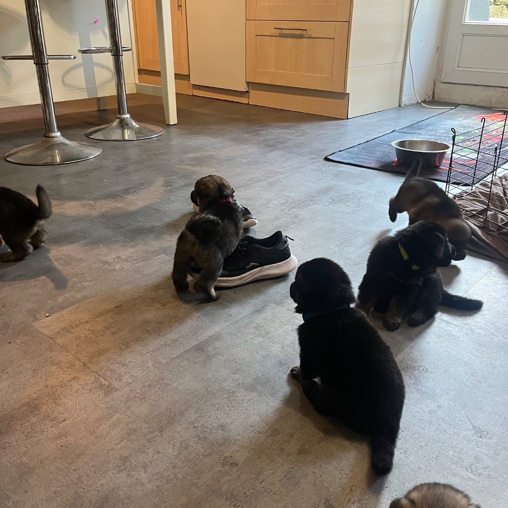 Chiot Berger Allemand Des Loups De Kerampoix