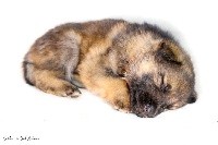 CHIOT