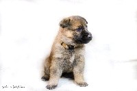 CHIOT