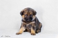 CHIOT
