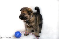 CHIOT