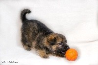 CHIOT