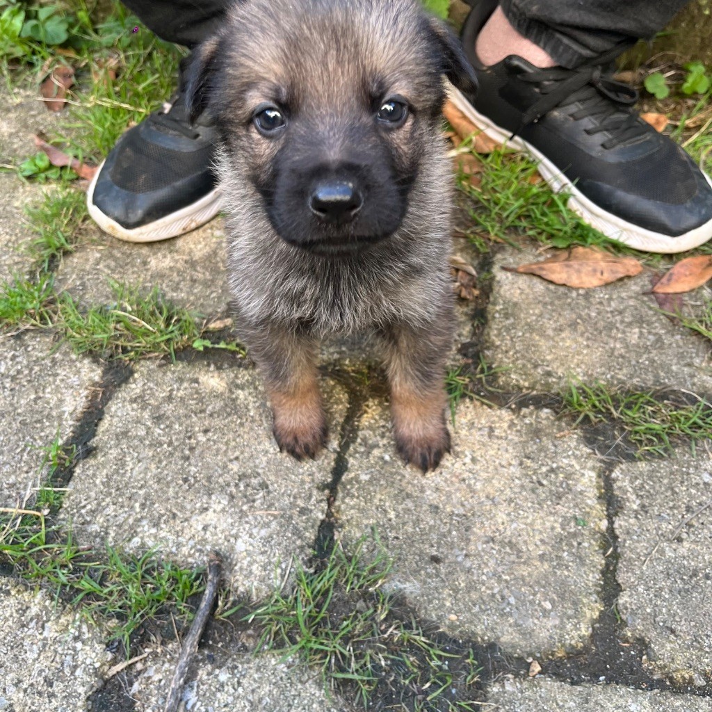 Des Loups De Kerampoix - Chiots disponibles - Berger Allemand
