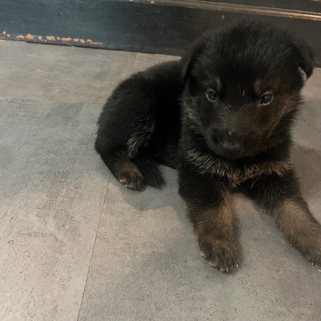 Des Loups De Kerampoix - Chiots disponibles - Berger Allemand